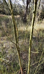 Acacia subulata