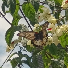 Papilio memnon