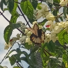 Papilio memnon