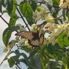 Papilio memnon