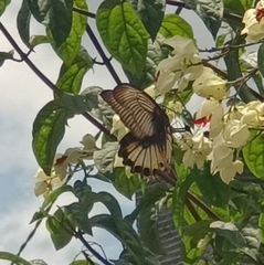 Papilio memnon