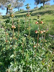 Scrophularia sambucifolia
