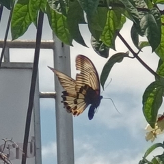 Papilio memnon