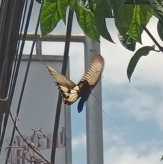 Papilio memnon