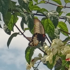 Papilio memnon
