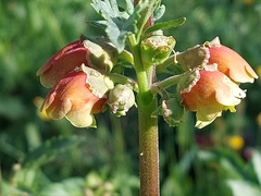 Scrophularia sambucifolia