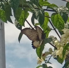 Papilio memnon