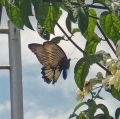 Papilio memnon