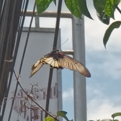 Papilio memnon