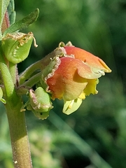 Scrophularia sambucifolia