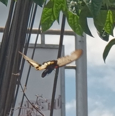 Papilio memnon