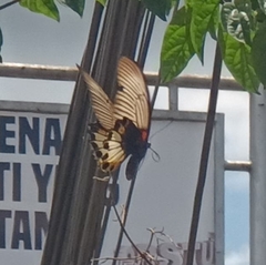 Papilio memnon