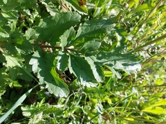 Scrophularia sambucifolia