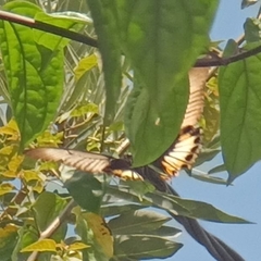 Papilio memnon