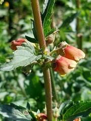 Scrophularia sambucifolia