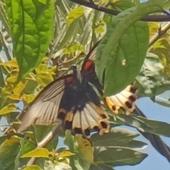 Papilio memnon