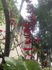 Erythrina corallodendron