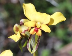 Diuris hazeliae