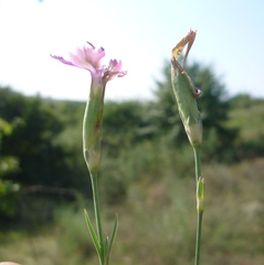 Dianthus campestris