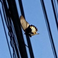 Papilio memnon