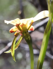 Diuris hazeliae