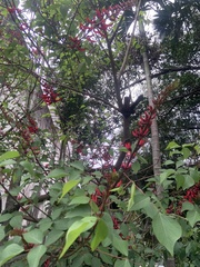 Erythrina corallodendron