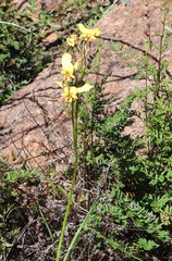 Diuris hazeliae