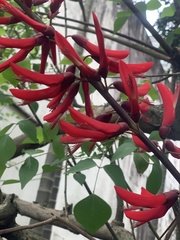 Erythrina corallodendron