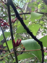 Erythrina corallodendron