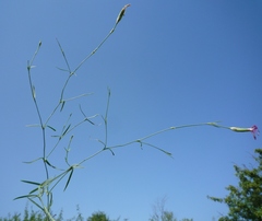 Dianthus campestris