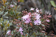 Bejaria aestuans