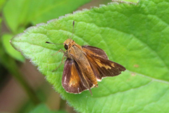 Parnara amalia