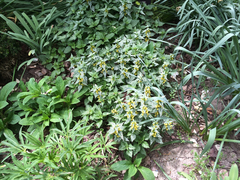 Lamium galeobdolon flavidum