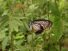 Graphium xenocles