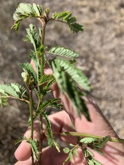 Desmanthus pernambucanus