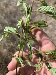 Desmanthus pernambucanus