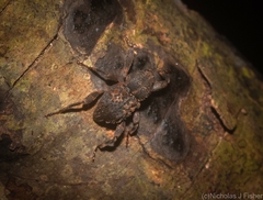 Methidrysis afflicta