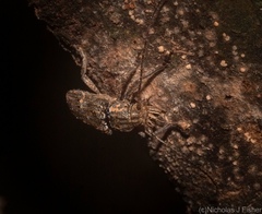 Prosoplus bakewellii