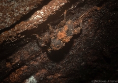 Methidrysis afflicta