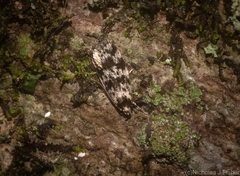 Barea eucapnodes