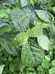 Strobilanthes crispus
