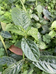 Strobilanthes crispus
