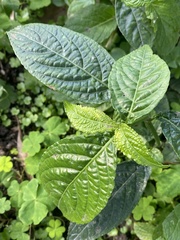 Strobilanthes crispus