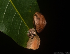Nitor subrugatus