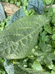 Strobilanthes crispus