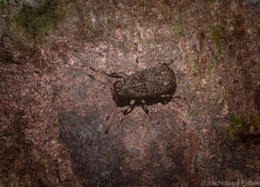 Erichsonocis