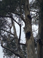 Eolophus roseicapilla