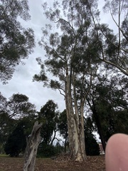 Eolophus roseicapilla