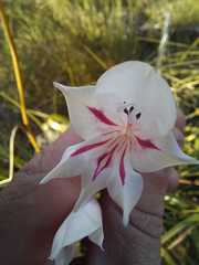 Gladiolus engysiphon