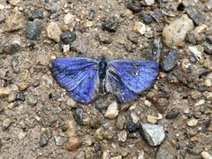 Celastrina lavendularis